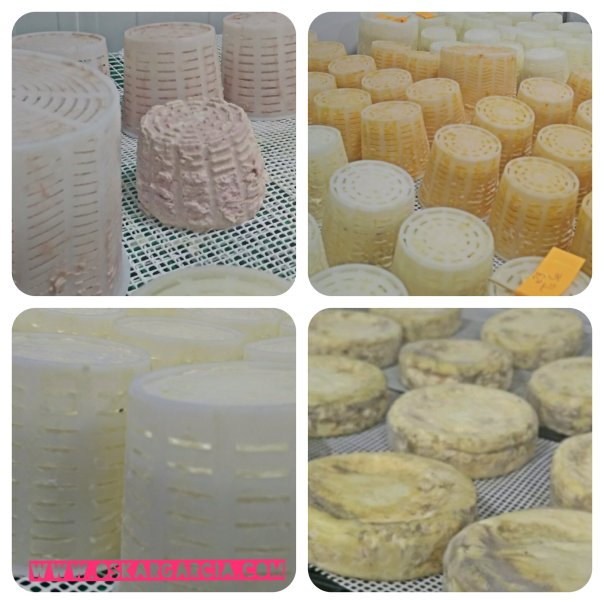 Queso Artesano La Loma 3